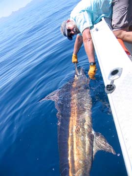 Loreto Mexico Fishing Photo 2