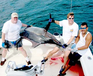 Black marlin caught during fishing at Puerto Vallarta, Mexico.