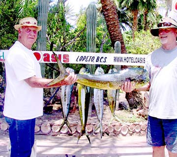 Five dorado caught while charter panga fishing at Loreto, Mexico.