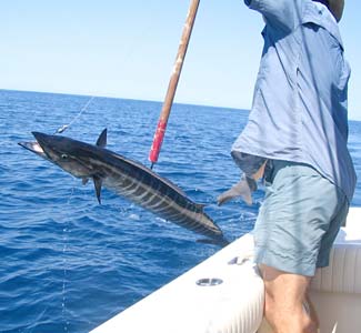 Sea of Cortez Mexico Wahoo Fishing Photo 1