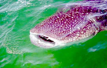 Bahia de los Angeles Mexico Whale Shark Photo 1