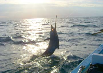 Isla Cerravlo Mexico Fishing Photo 1