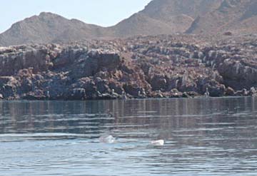 Santa Rosalia Mexico Live Oarfish Encounter Photo 2