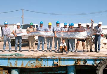 Santa Rosalia Mexico Live Oarfish Encounter Photo 5