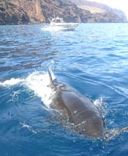 Isla Guadalupe Mexico Great White Shark Encounter Photo 1