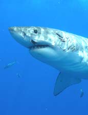 Isla Guadalupe Mexico Great White Shark Encounter Photo 3