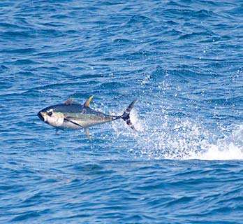 Puerto Vallarta Mexico Fishing Photo 2