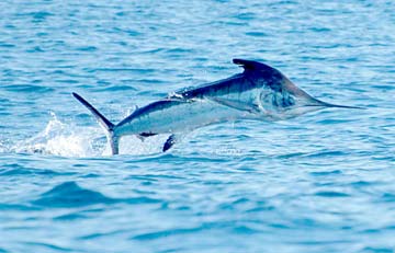 Cabo San Lucas Mexico Jumping Marlin Photo 1