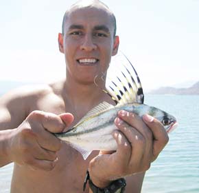 Bahia de los Angeles Mexico Roosterfish Photo 1