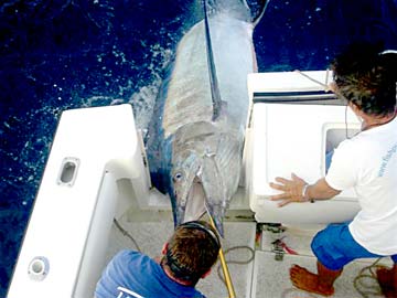 Puerto Vallarta Mexico Marlin Fishing Photo 7