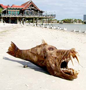 Quintana Roo Mexico Imaginary Fish Photo 1