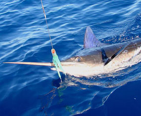 Magdalena Bay Mexico Marlin Fishing Photo 1