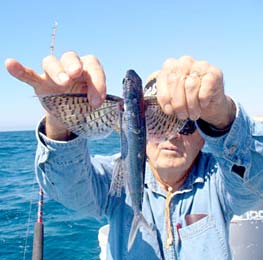 Cabo San Lucas Mexico Flying Fish Photo 1