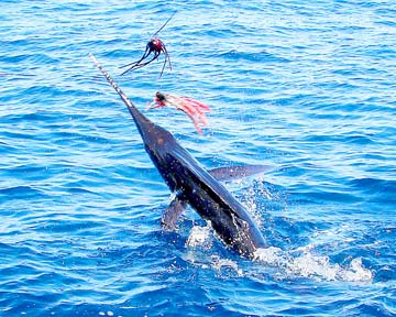 Magdalena Bay Mexico Jumping Marlin Photo 1