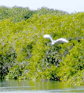 Magdalena Bay Mexico Great Egret Photo 1