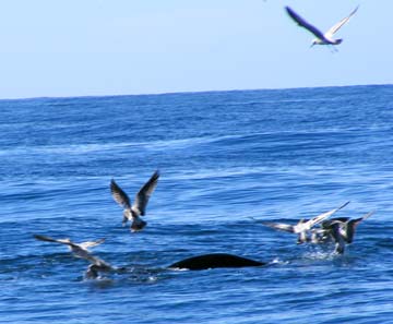 Magdalena Bay Mexico Sea Lion Attacking Wahoo Photo 2