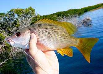 Magdalena Bay Mexico Yellow Snapper Photo 1