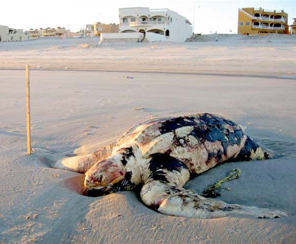 San Felipe Mexico Leatherback Sea Turtle Photo 1