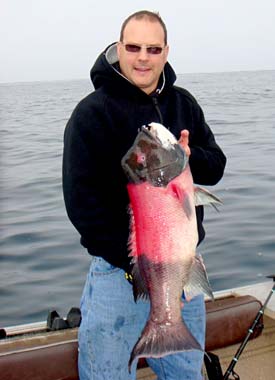 San Quintin Mexico Sheephead Photo 1