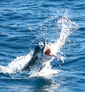 Cabo San Lucas Mexico Marlin Fishing Photo 3