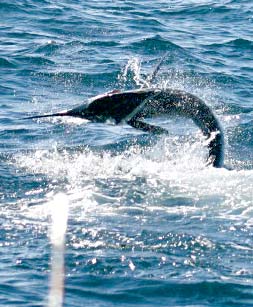 Cabo San Lucas Mexico Marlin Fishing Photo 2