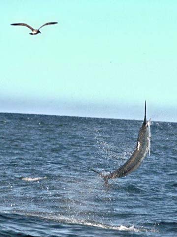 Cabo San Lucas Mexico Marlin Fishing Photo 1