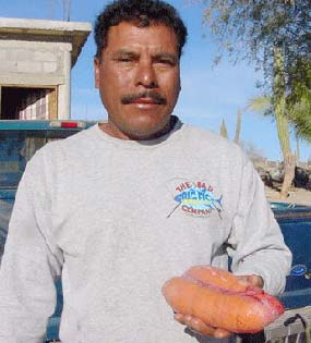 Loreto Mexico Yellowtail Egg Sack Photo 2