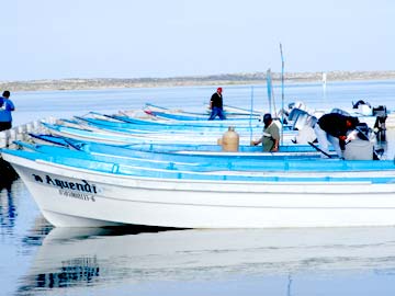 Magdalena Bay Mexico Whale Watching Photo 1