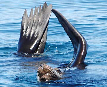 Isla Catalana Mexico Sea Lion Photo 1