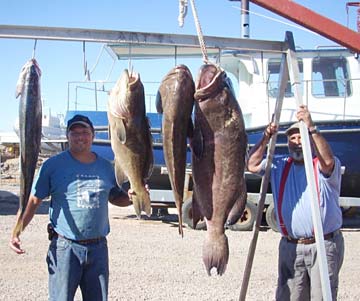 Rocky Point Mexico Fishing Photo 1