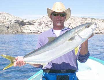 La Paz Mexico Yellowtail Photo 1