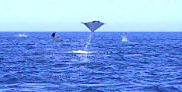 East Cape Mexico Jumping Manta Ray Photo 1