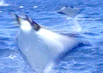 East Cape Mexico Jumping Manta Ray Photo 3