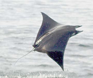 East Cape Mexico Manta Ray Photo 1