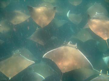 East Cape Mexico Diving Photo 1