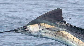 Zihuatanejo Mexico Jumping Sailfish Photo 1