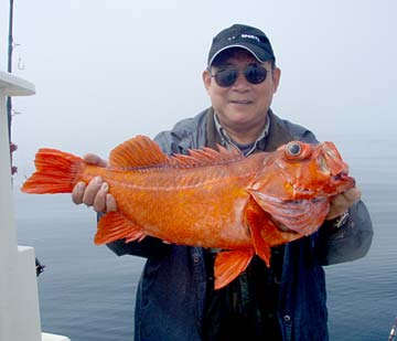 San Quintin Mexico Large Rockcod Photo 1