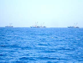 Los Cabo Mexico Commercial Fishing Photo 1