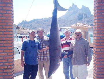 San Carlos Mexico Mako Shark Photo 1