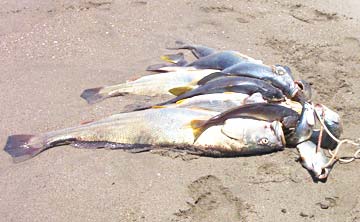 Mazatlan Mexico Corvina Float Tube Fishing Photo 2