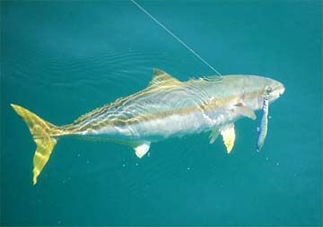 San Carlos Mexico Yellowtail Swimming Photo 1