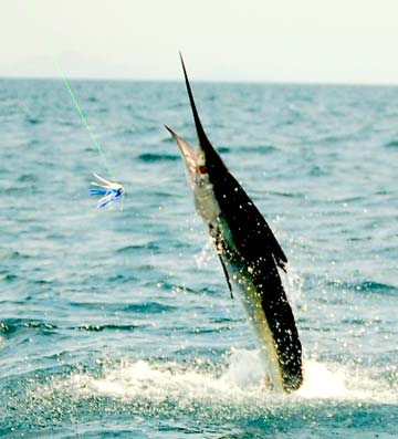 San Carlos, Sonora, Mexico Jumping Marlin Photo 1