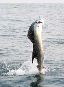 Ixtapa Mexico Jumping Sailfish Photo 2