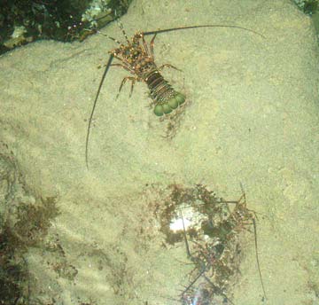 Lobsters at night in Sea of Cortez, Mexico.