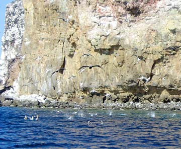 Birds feeding at Isla Tortuga, Mexico.