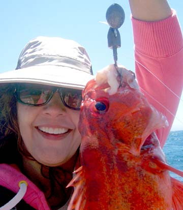 Rockcod caught in bottom fishing, Baja California, Mexico.