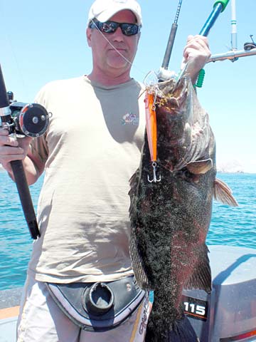 Large cabrilla caught in fishing at Enchanted Islands, Mexico.