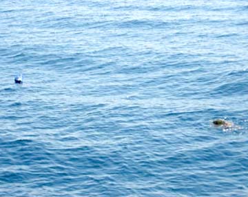 Sea turtle caught in long line at San Carlos, Mexico.