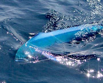 Dorado or mahi mahi caught at East Cape, Mexico.