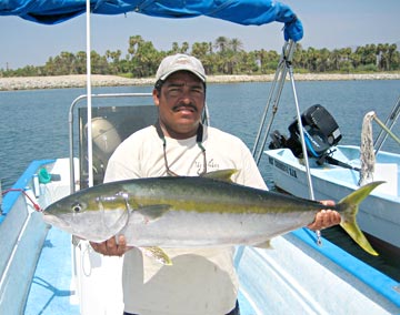 Summer yellowtail, San Jose del Cabo, Mexico.